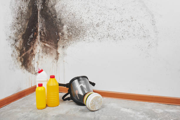 Best Attic Mold Removal  in San Fernando, CA