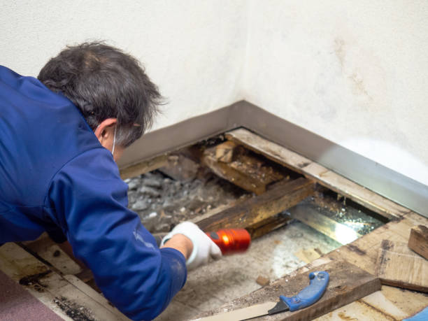 Best Commercial Mold Removal  in San Fernando, CA