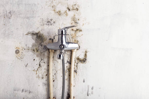 Best Fast Mold Removal  in San Fernando, CA