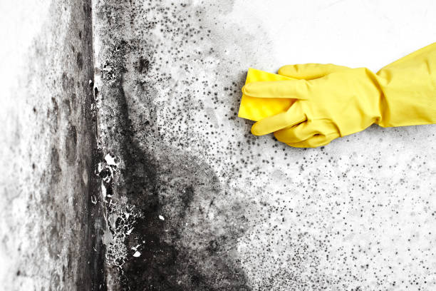 Best Mold Damage Repair  in San Fernando, CA