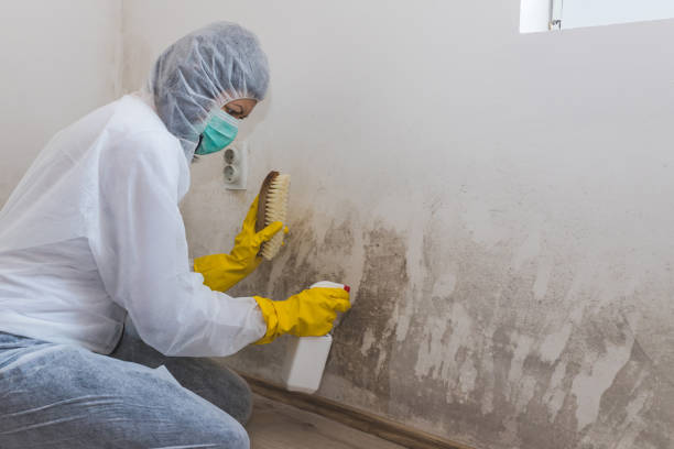 Best Mold Testing  in San Fernando, CA