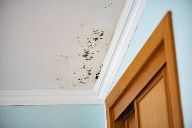 Best Water Damage Restoration  in San Fernando, CA