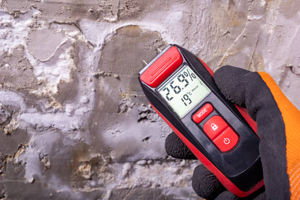Best Local Mold Removal Service  in San Fernando, CA
