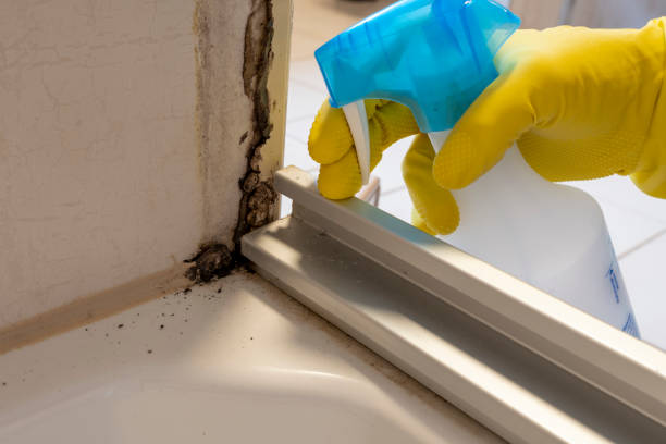 Best Emergency Mold Removal  in San Fernando, CA
