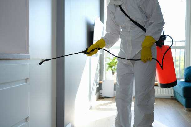 Best Certified Mold Removal  in San Fernando, CA