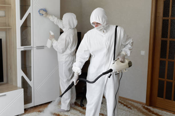 Attic Mold Removal in San Fernando, CA