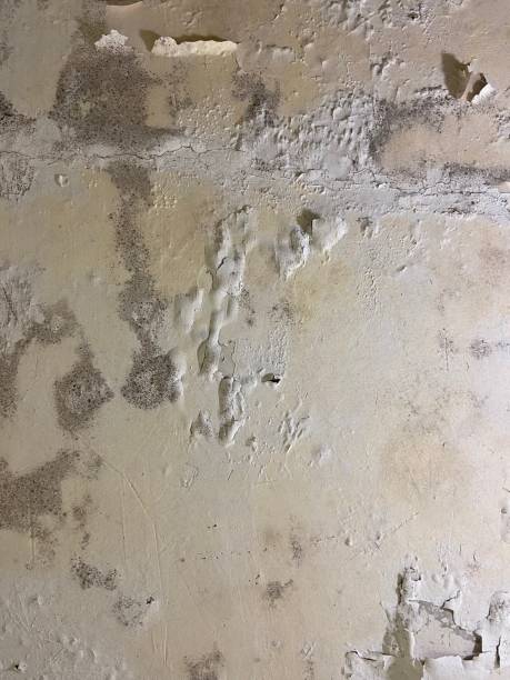 Best Mold Testing  in San Fernando, CA