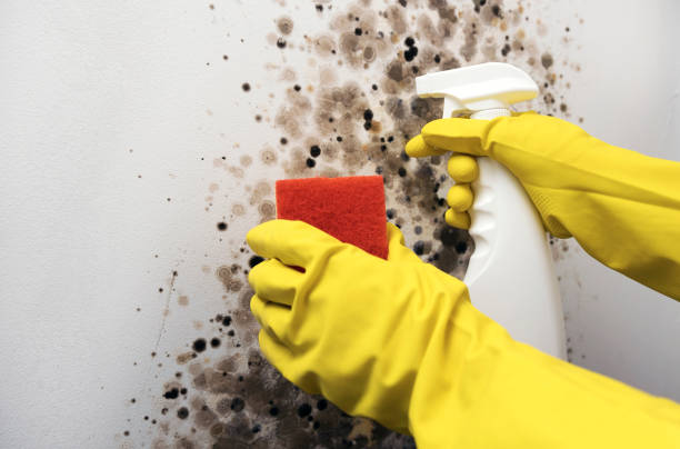 Best Mold Remediation  in San Fernando, CA