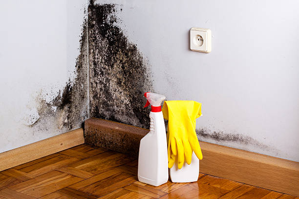Best Fast Mold Removal  in San Fernando, CA