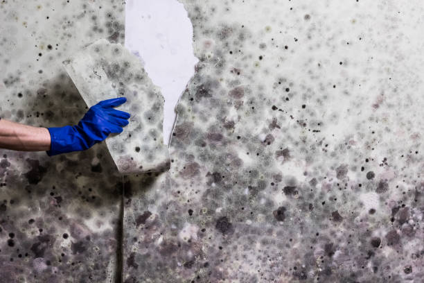 Reliable San Fernando, CA Mold Removal Solutions